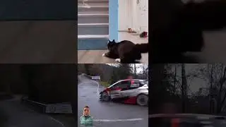 Cat  or Car Drift🤘!  #wrc #race #rally #shorts #drift #cat