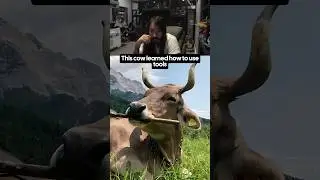 MoistCr1tikal reacts to Cow that learned to use tools #penguinz0 #moistcritikal #cow #cows