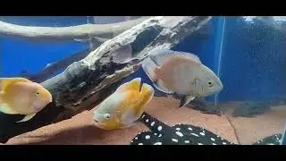 Aquário, ração e fauna.