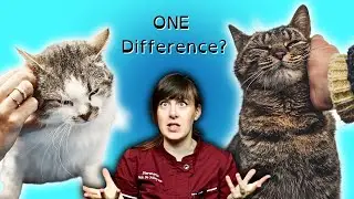 Social vs Non-Social Cats: What's the Big Difference? | Vet Advice