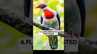 10 Most Beautiful Birds that are Endemic to the Philippines #shorts #top10 #birds