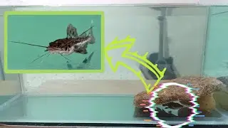 අලුත් පැන්තර් කැට්ෆිශ් | New Panther catfish(Jaguar catfish) #catfish #monsterfish #feedingfish#aqua