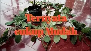 Cara menyambung melada dengan mrica jenis perdu