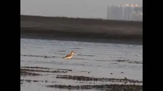 Greater Sandplover @Dativare, Palghar