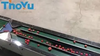 ThoYu Tomato grading machine by weight -0086-15238398301