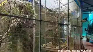 AVI NUÔI CHIM QUÁ ĐẸP - KHÁM PHÁ CUỘC SỐNG