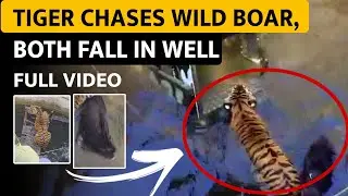 FULL VIDEO: TIGER & BOAR FALL IN WELL WHILE HUNTING