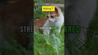 Unveiling the Cat's Secret Hideout