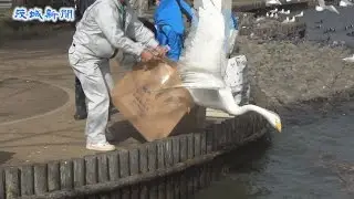 けが治ったオオハクチョウを放鳥 　水戸・千波湖