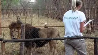 Volunteer at Lilongwe Wildlife Centre