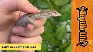 Super Cute Gillen&rsquo;s Monitors | Reptile Life Hoppers Crossing