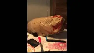 Funny Cat vs Bag...Table WINS!!!