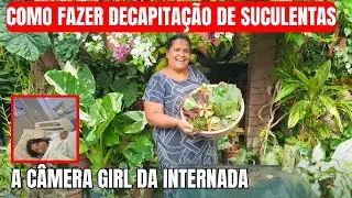 COMO DECAPTAR AS SUCULENTAS: DICAS MANUTENÇÃO E CULTIVO DAS SUCULENTAS | Quintal da Zizi