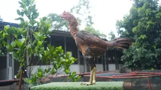 Update ayam Sango farm Serpong