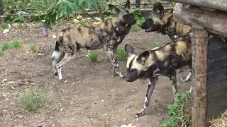 Dominance display submissive behaviour painted wolves aka African Wild Dogs