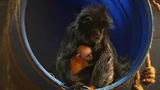 Bright orange baby arrives at Zoo Knoxville for Silvered leaf langur family