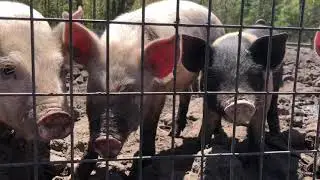 Colleton Farmers Market Farmer Spotlight - Wiggins Farms