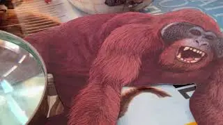 What If Gigantopithecus Hadn't Gone Extinct?