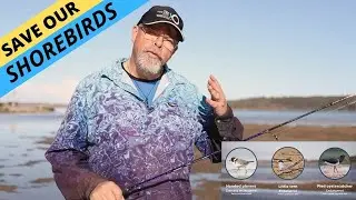 Save Our Shorebirds!
