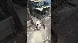Donald duck 唐老鸭