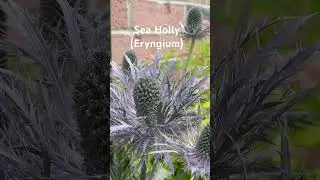 Sea Holly (Eryngium)
