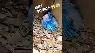 Sales Update #cockatoo #cocktailbreeding #broadwaypetmarket #pallavaramsandhai #birdsmarket #trend
