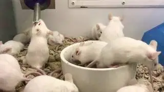 White Mice Playing at Petco Pet Store ~ It's a Rodent's Life