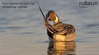 Naturvägledarens bästa tips för fågelskådning i Getteröns naturreservat.