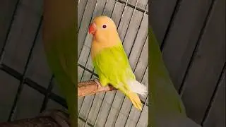 Lovebirds #love #birds #bird #4kbirds #parrot #lovebirds #lovestatus #lovebird #lovebirdsvlogs #pet