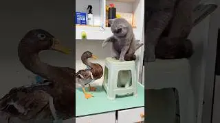 one cat show hunting behavior and other cat fight with cute and pretty duck#viral#trending #cartoon