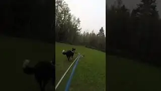 Crash - Bikejoring