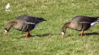 The Russian white-fronted goose | WWT Slimbridge