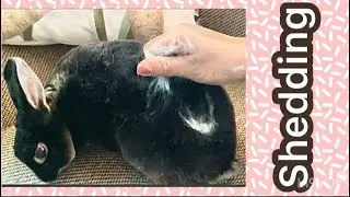 The bunny shedding like crazy - it&rsquo;s kind a fun to pull the fur -