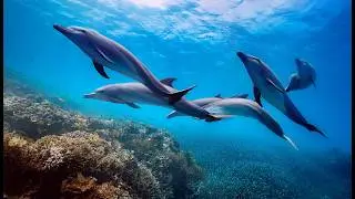 🐬 DOLPHINS Best and easiest place to dive with Dolphins ? EGYPT