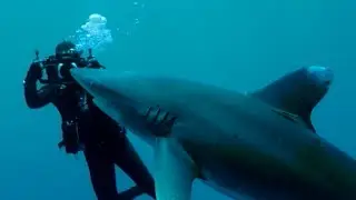 The Rob Stewart Foundation honours the director's legacy and work to protect sharks