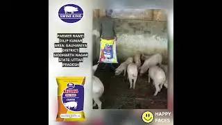 Swine King Pig Feed | Best FCR | Pig Feed in Uttar Pradesh | Pig Farmer | Maharashtra Feed
