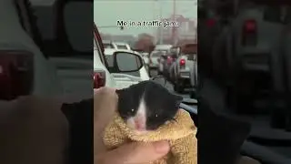 Me in a traffic jam be like: l #edit #cat #car #memes #meme #relatable #fyp #fypage #shorts