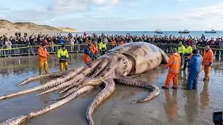 The 2,000kg Giant Squid Hunt | Offshore Landing (Documentary)