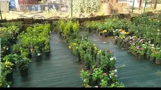 ಭೂಮಿ ಆರ್ಗ್ಯಾನಿಕ್ ನರ್ಸರಿ