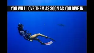 FREE DIVING with SHARKS with ONE OCEAN Diving | North Shore Oahu HAWAII