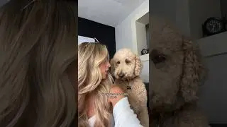 Ищем терапевтов, пока мы говорим #собака #голдендудль