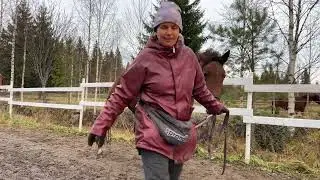 Обучение лошади. Первый урок пиаффе. Horse training. First piaffe lesson.