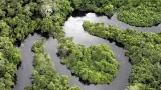 Forest Preservation