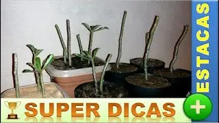 Super Dicas para ter Sucesso no plantio de Estacas de Rosas do Deserto
