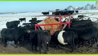 Feeding Ground Hay And Wet Cake To Stock Cows
