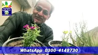#Linaria colorful flowers blooms and growth in mini size pots month of January