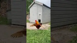 Good Morning Mr. Rooster! 🐔 #rooster #chickens #animals #farm #kidssongs #kidsvideos #preschool