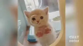 Chat drole 2021