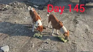 Aap Log Kush Toe Mai V Kush @DEEPLepcha-sb3ru #doglovers