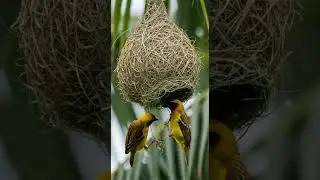 House Sparrow Nest Building | Nature&rsquo;s Tiny Architect at Work